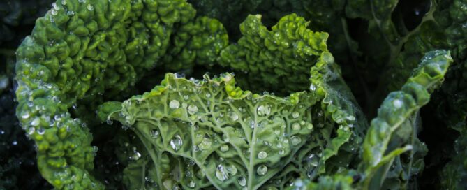 green leaf plant in close up photography